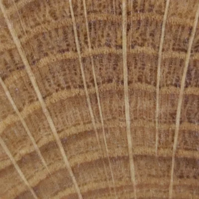 maderas frondosas testa de roble